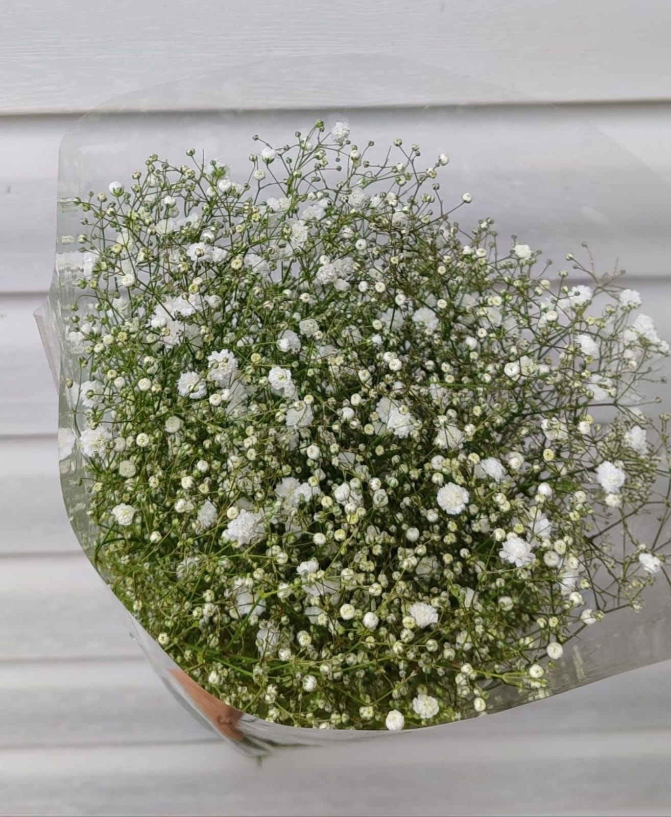 Baby Breath