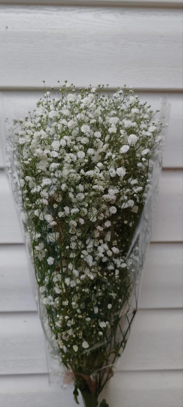 Baby Breath fresco