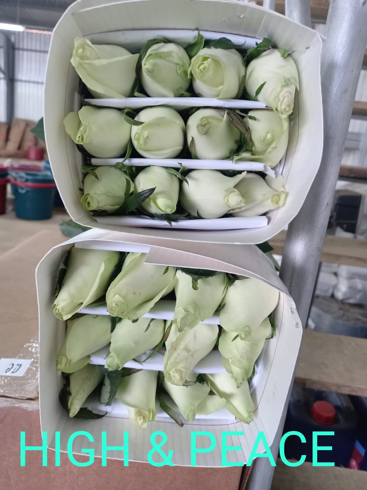 Rosas blancas frescas