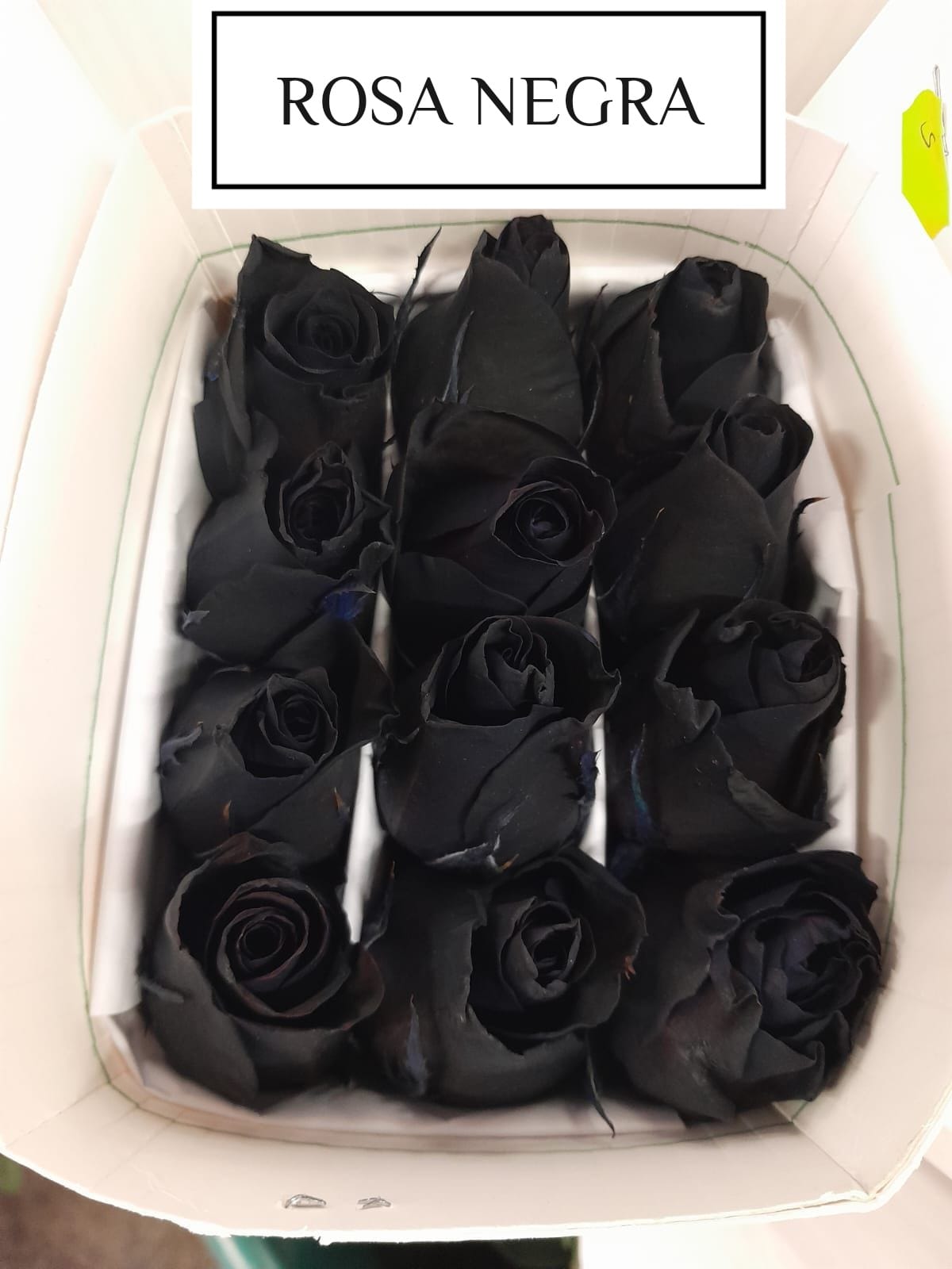 Rosa de color