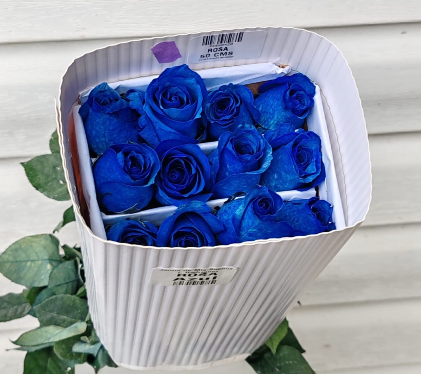 Rosas de colores