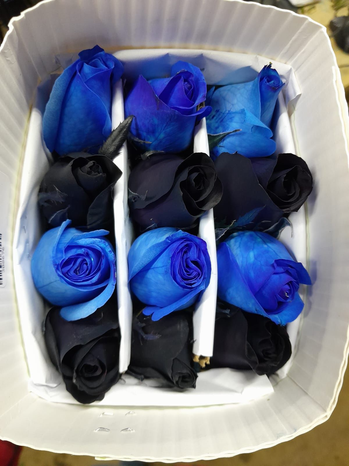 Rosas frescas de color
