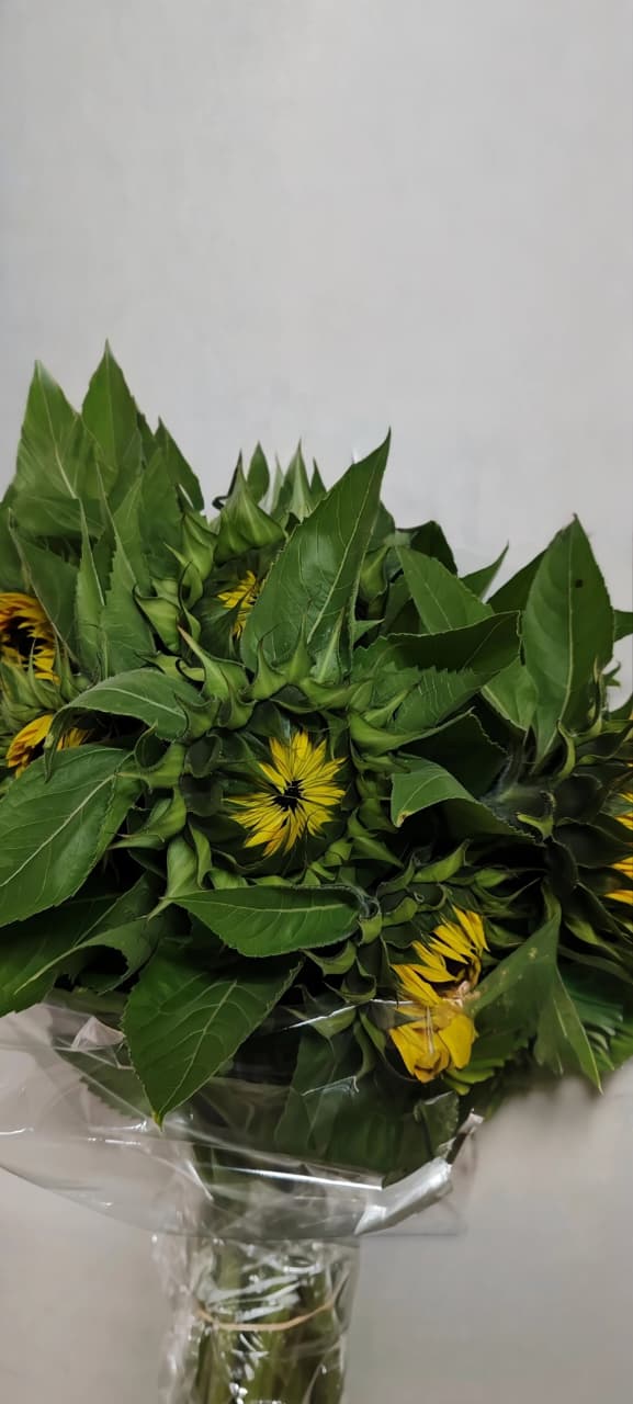 Girasol