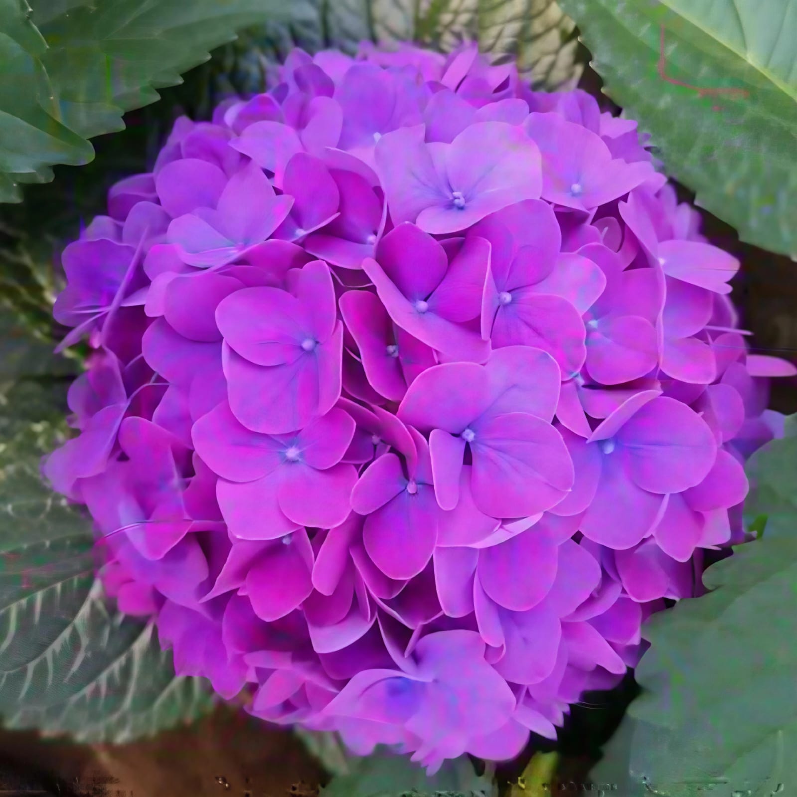 Hortencias frescas