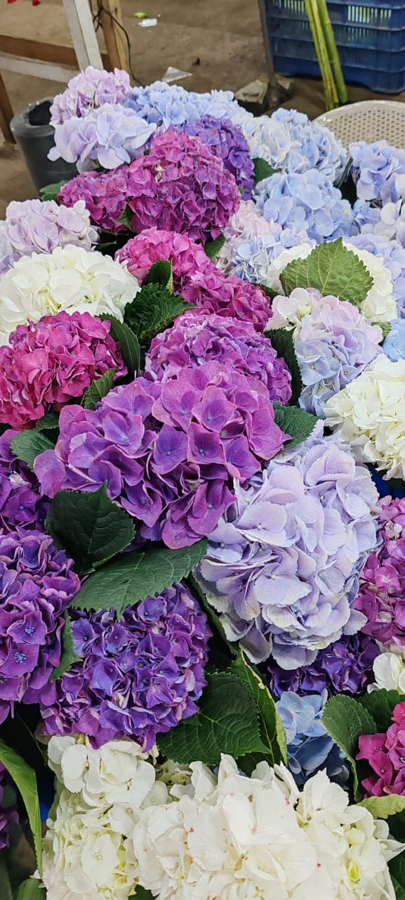 Variedad de hortencia
