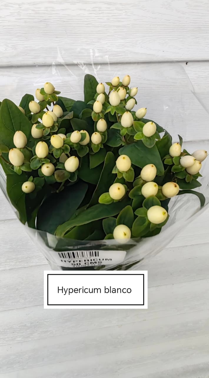 Hypericum