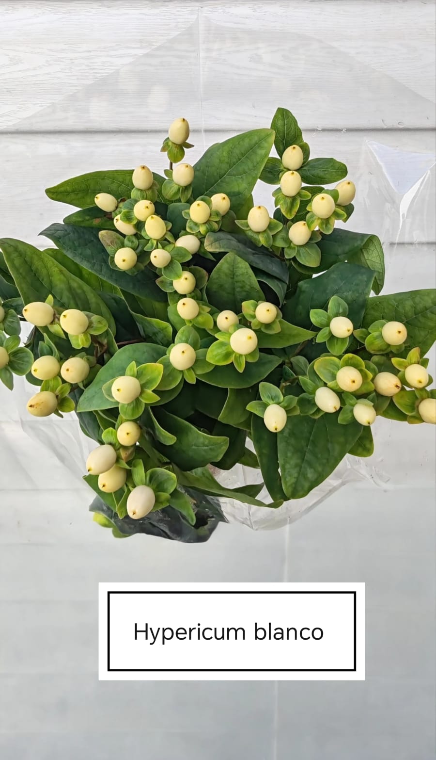 Hypericum fresco