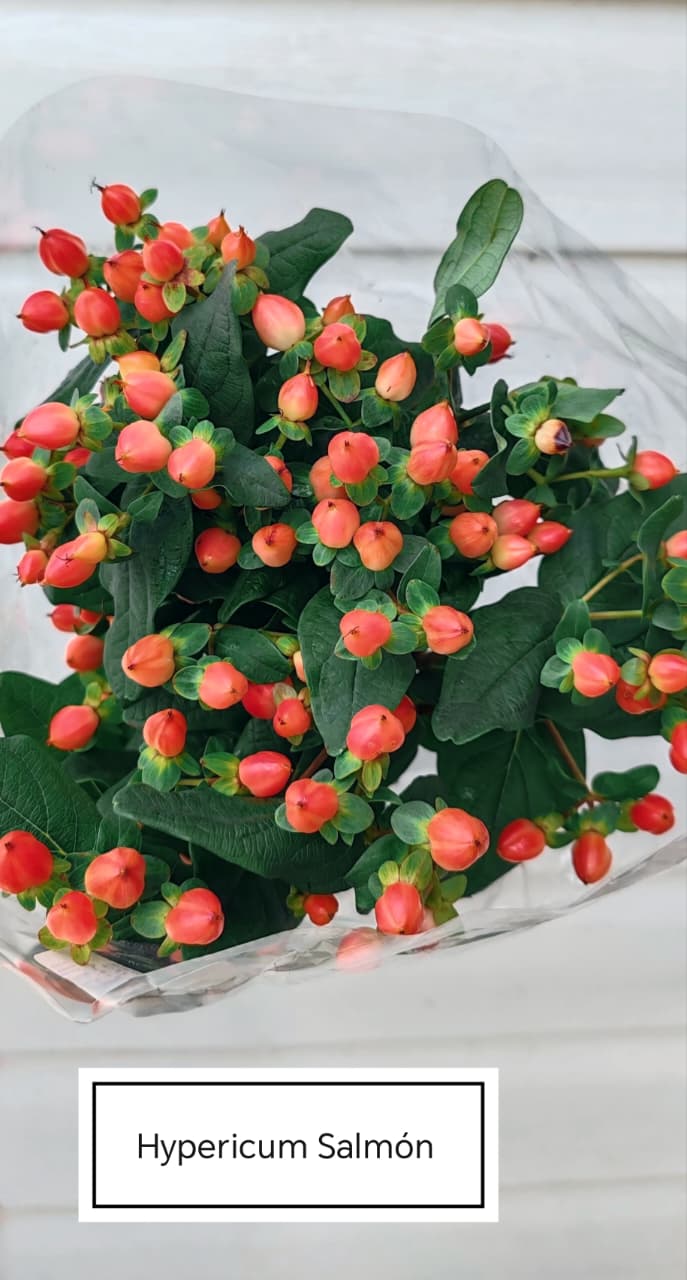 Detalle de hypericum