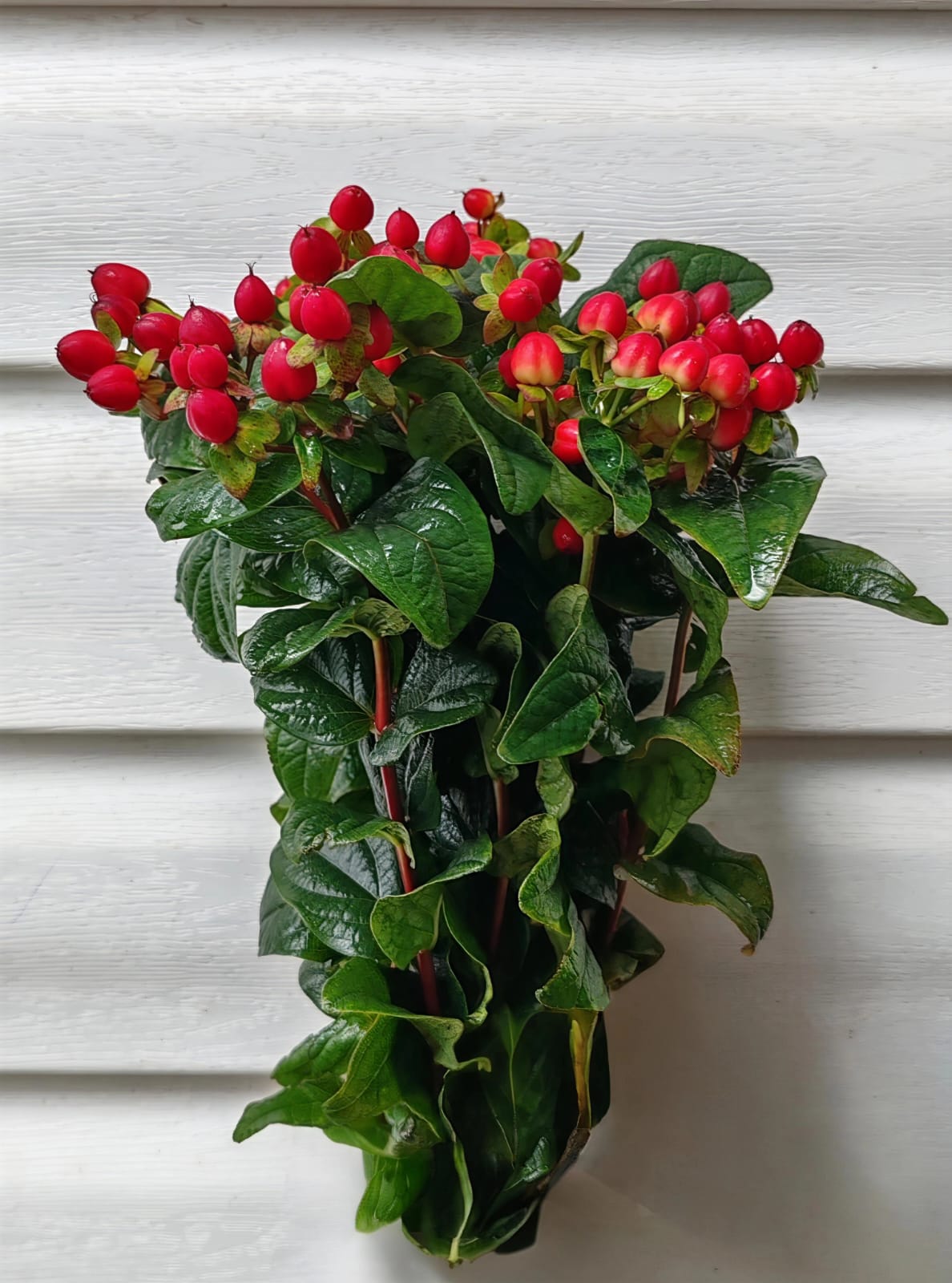 Hypericum para arreglos