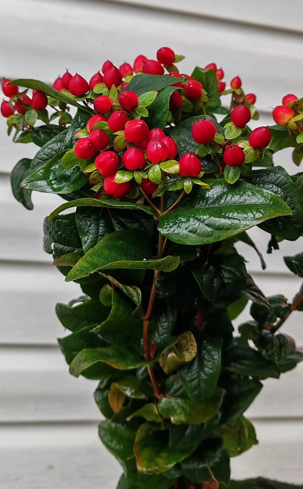 Cultivo de hypericum