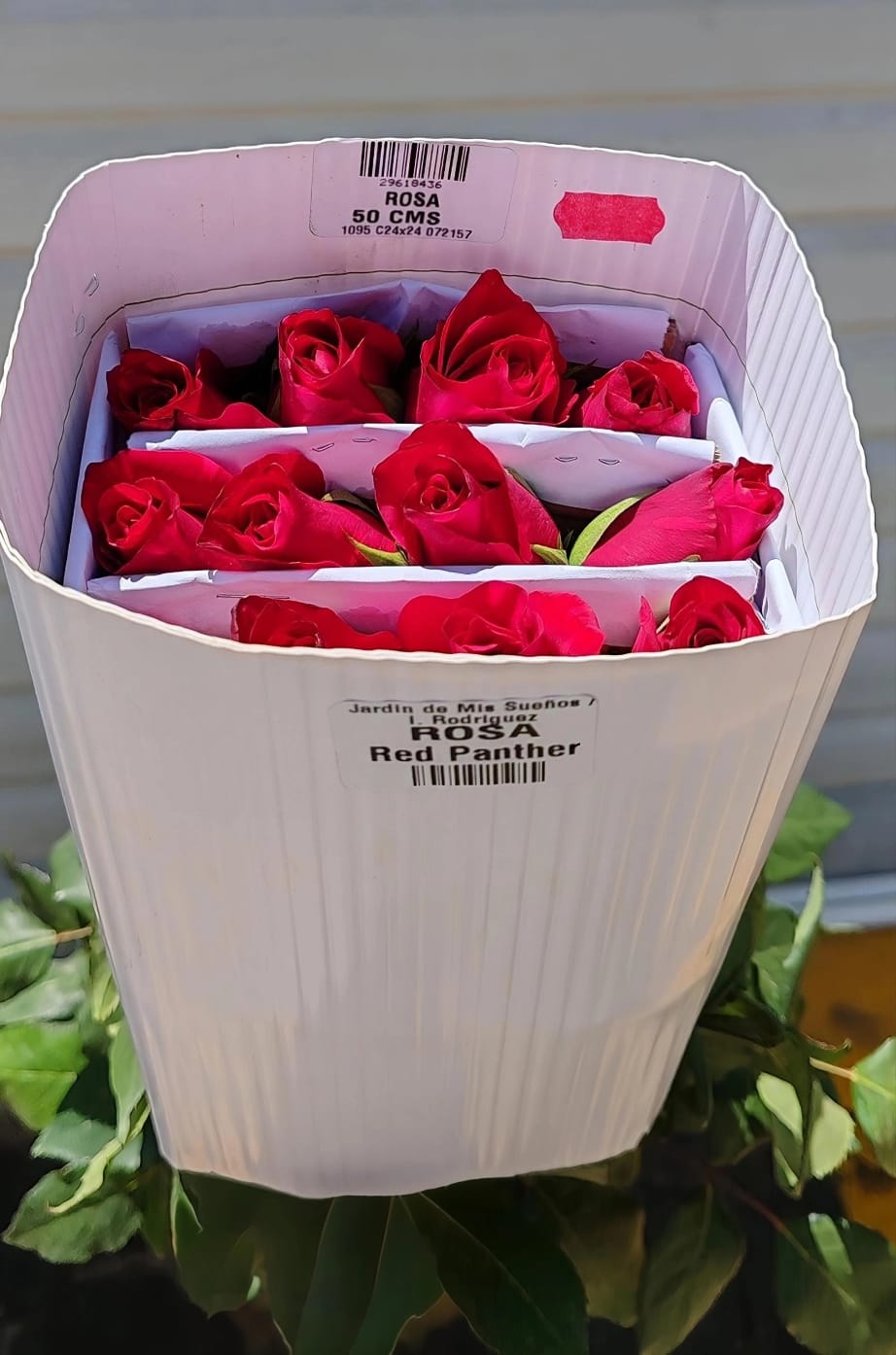 Rosa roja