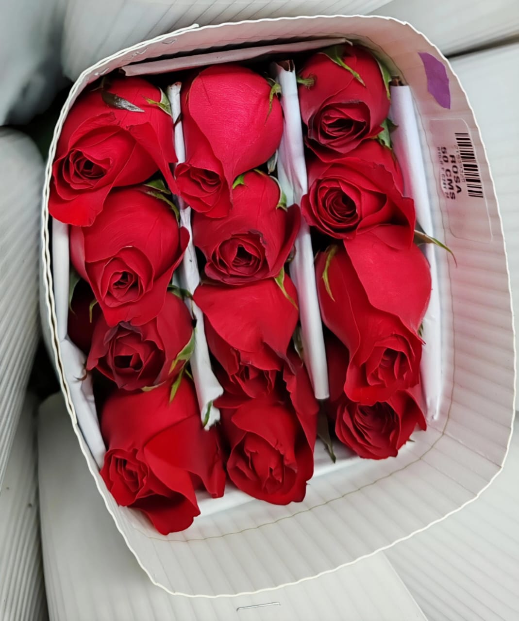 Rosas rojas frescas