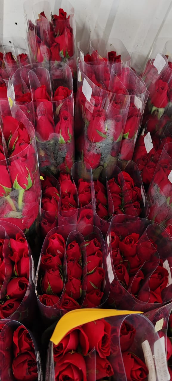 Detalle de rosas rojas