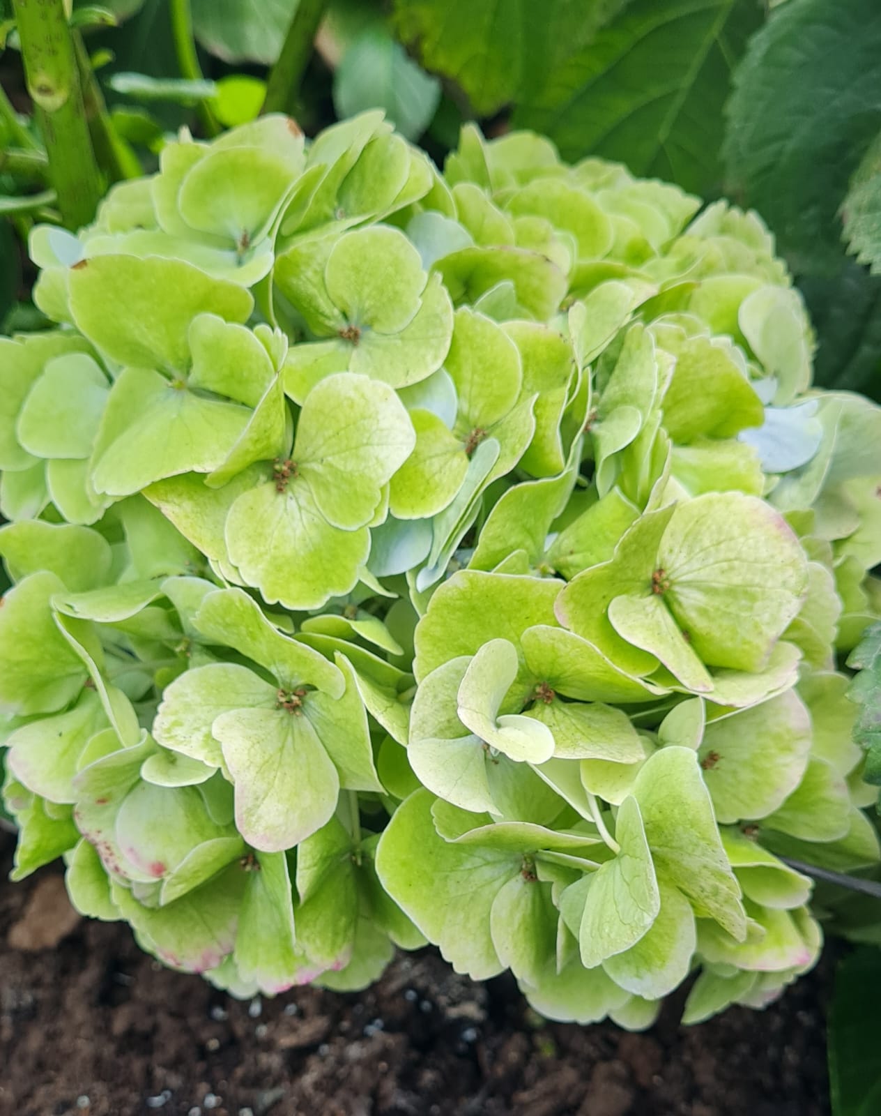 Hortencia cultivada